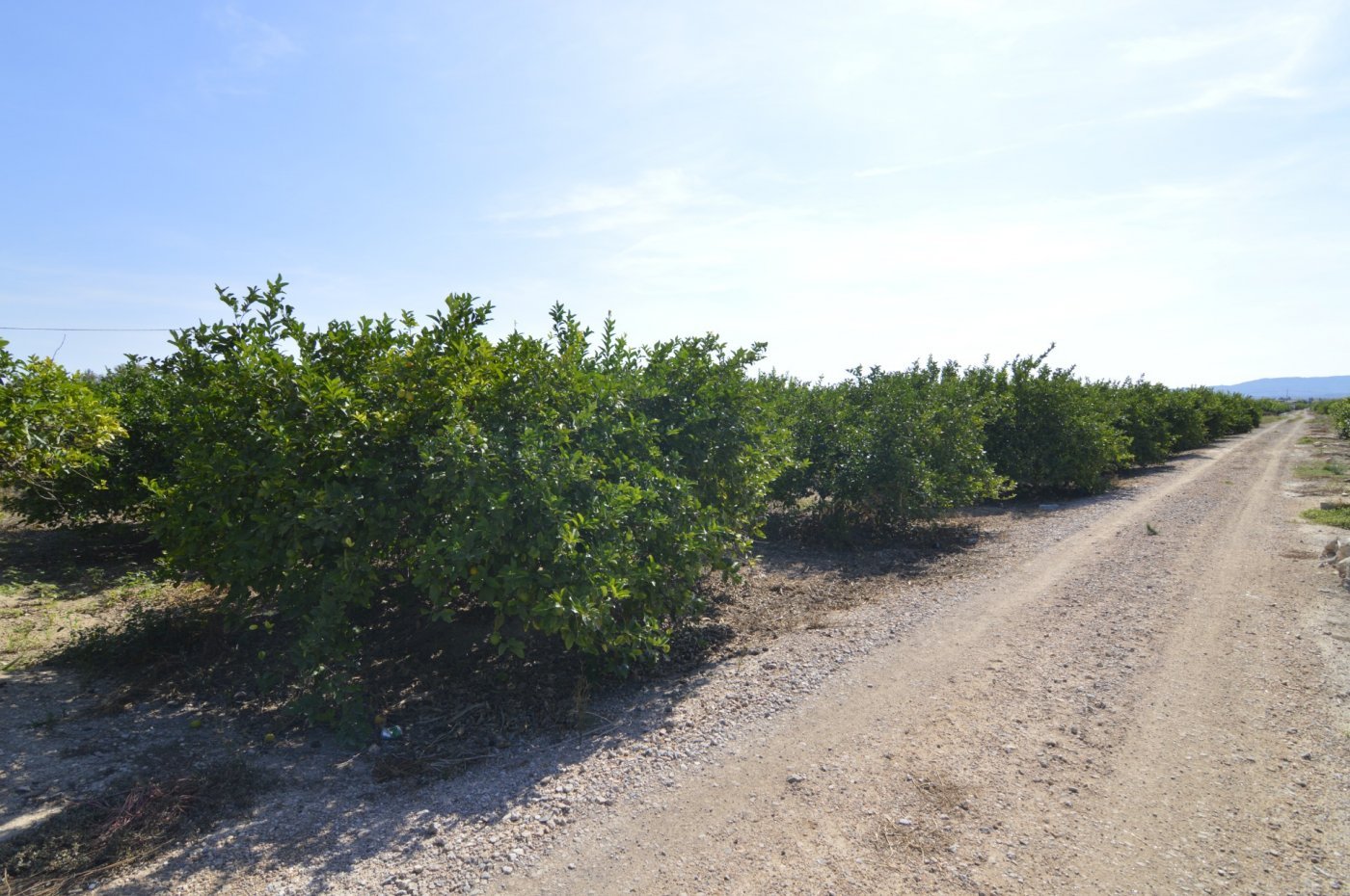 5,427 m² Land in Santomera - Caza De Casa