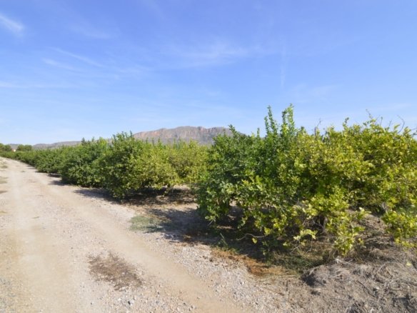 5,427 m² Land in Santomera - Caza De Casa