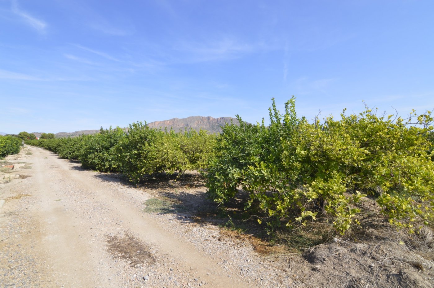 5,427 m² Land in Santomera - Caza De Casa