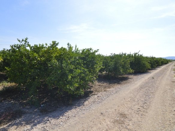 5,427 m² Land in Santomera - Caza De Casa