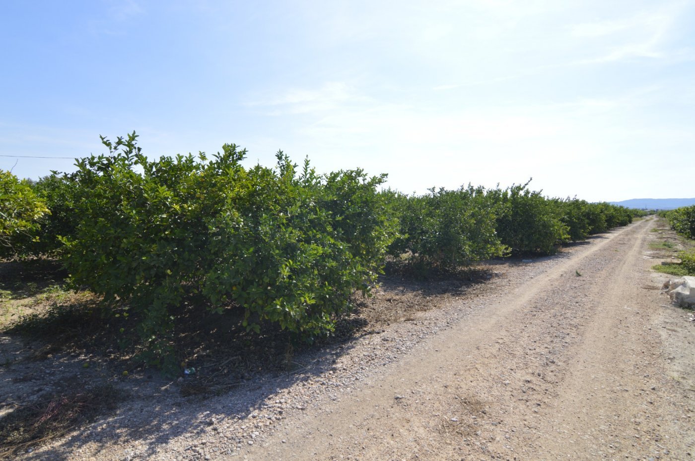 5,427 m² Land in Santomera - Caza De Casa