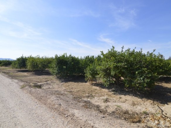 5,427 m² Land in Santomera - Caza De Casa