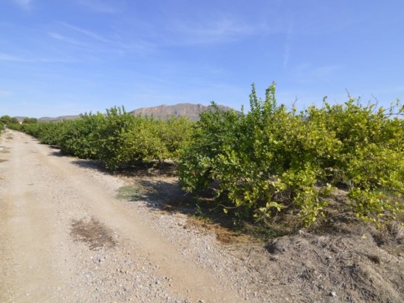 5,427 m² Land in Santomera - Caza De Casa