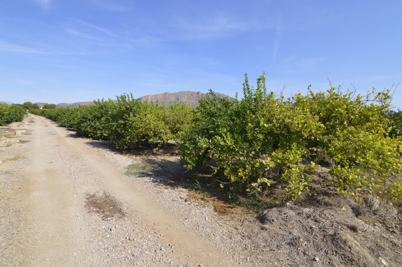 5,427 m² Land in Santomera - Caza De Casa