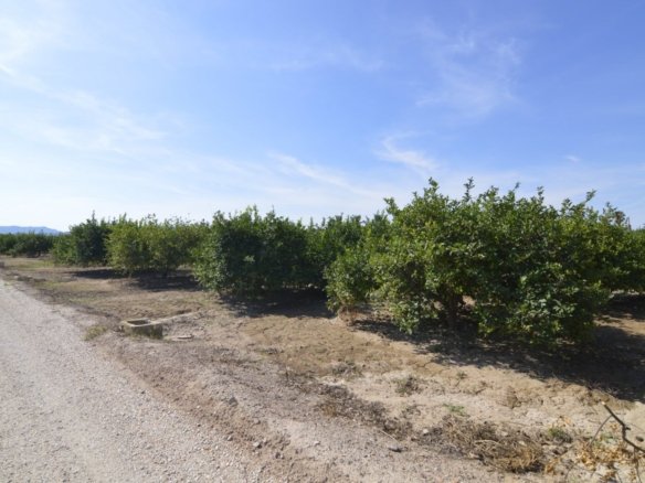 5,427 m² Land in Santomera - Caza De Casa