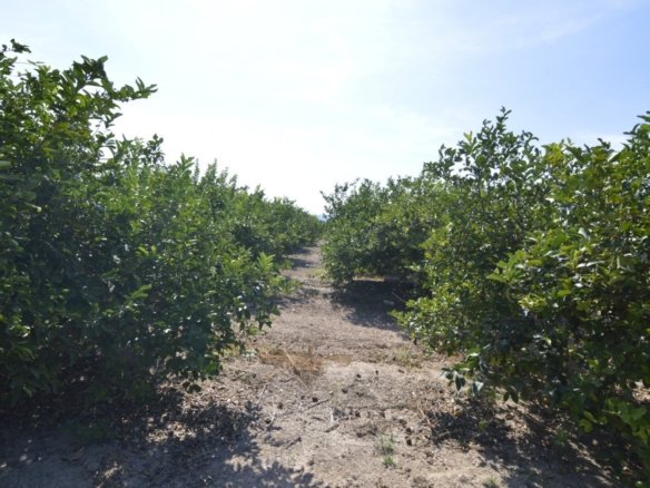 5,427 m² Land in Santomera - Caza De Casa