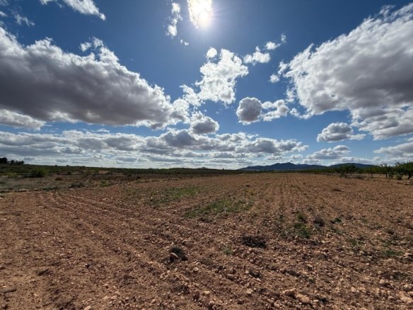 10,014 m² Land in Pinoso - Caza De Casa
