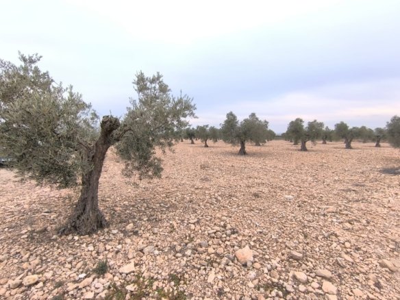 24,000 m² Land in Yecla - Caza De Casa