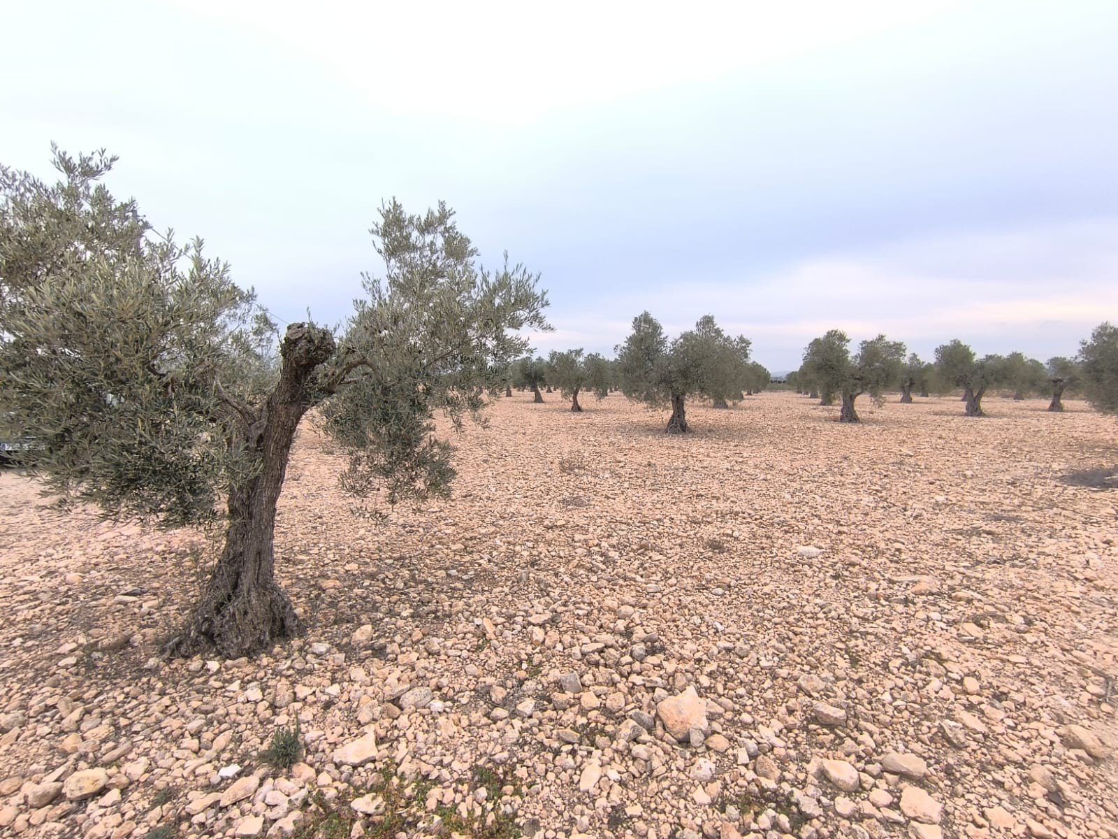 24,000 m² Land in Yecla - Caza De Casa