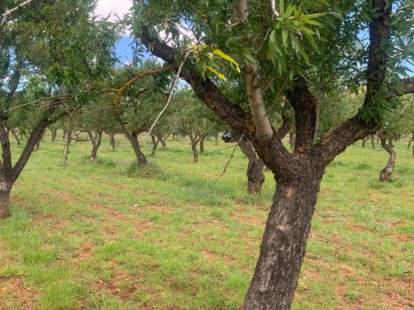 40,000 m² Land in Ayora - Caza De Casa