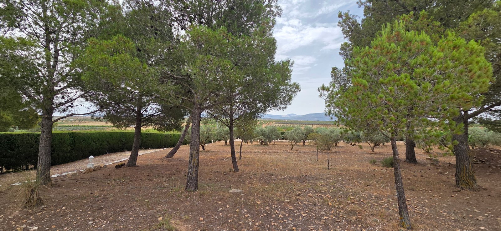 6 Bedroom 2 Bathroom Country House in Pinoso - Caza De Casa