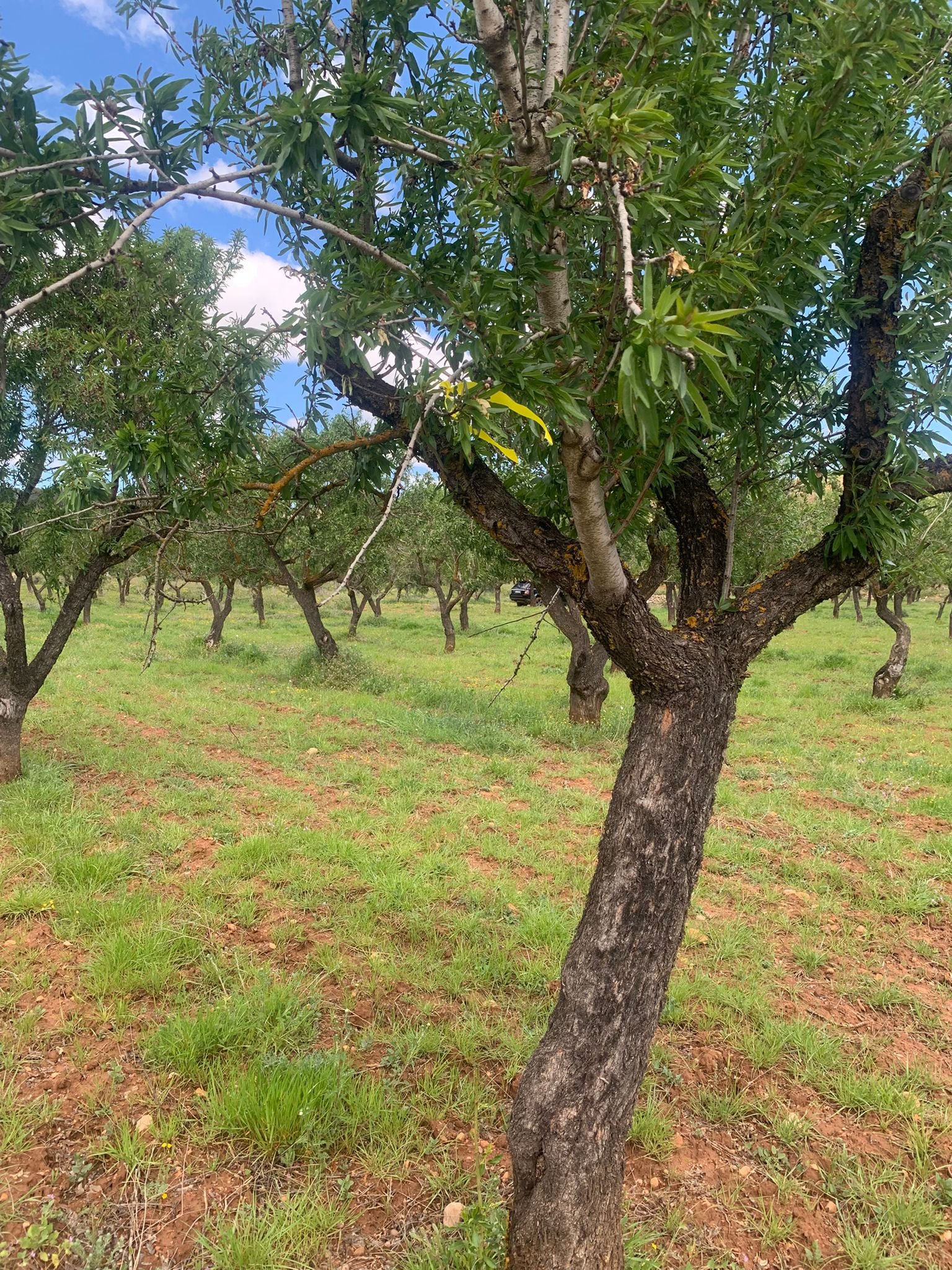 40,000 m² Land in Ayora - Caza De Casa