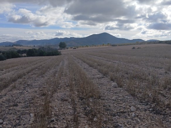 110,000 m² Land in Yecla - Caza De Casa