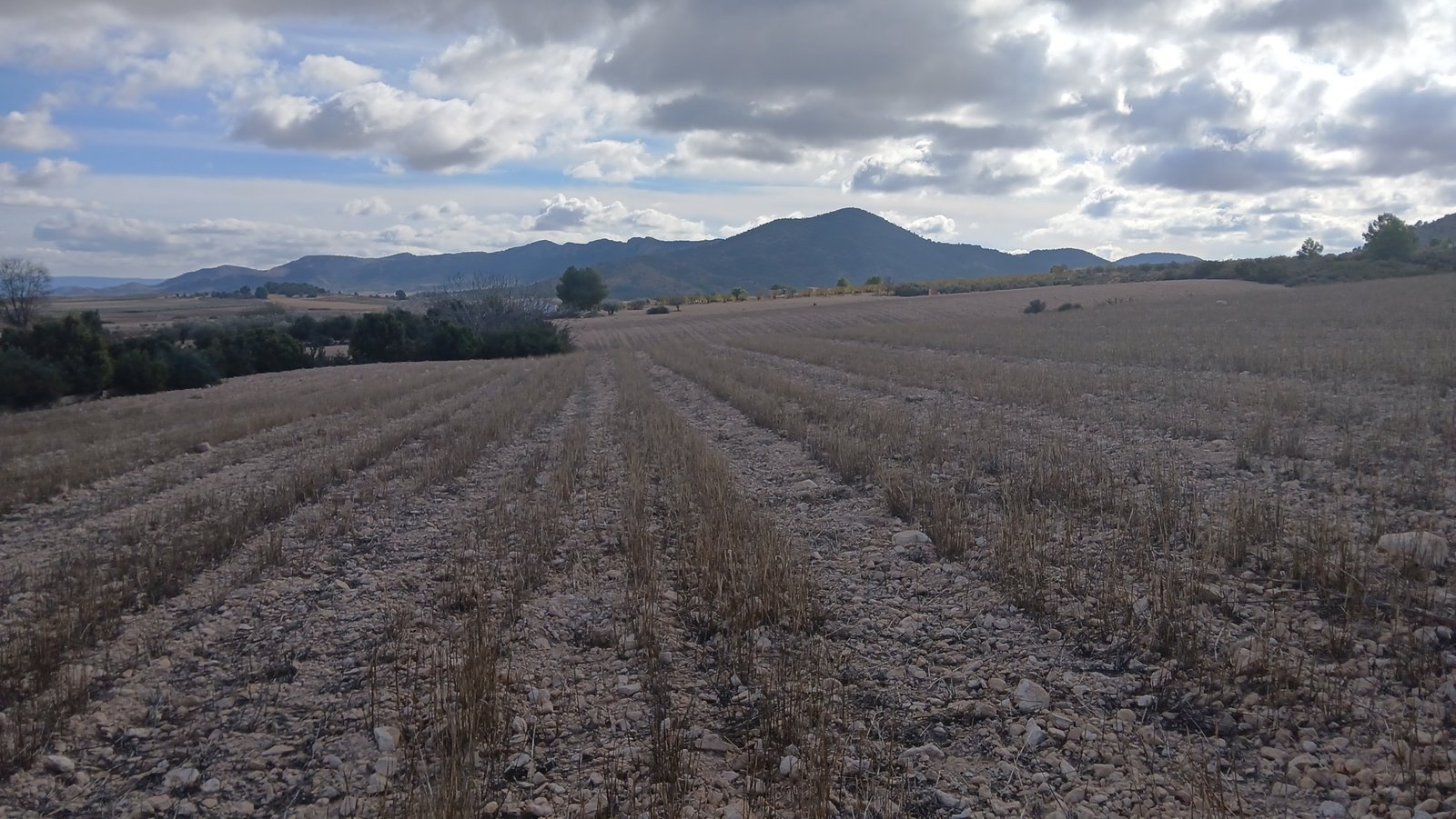 110,000 m² Land in Yecla - Caza De Casa