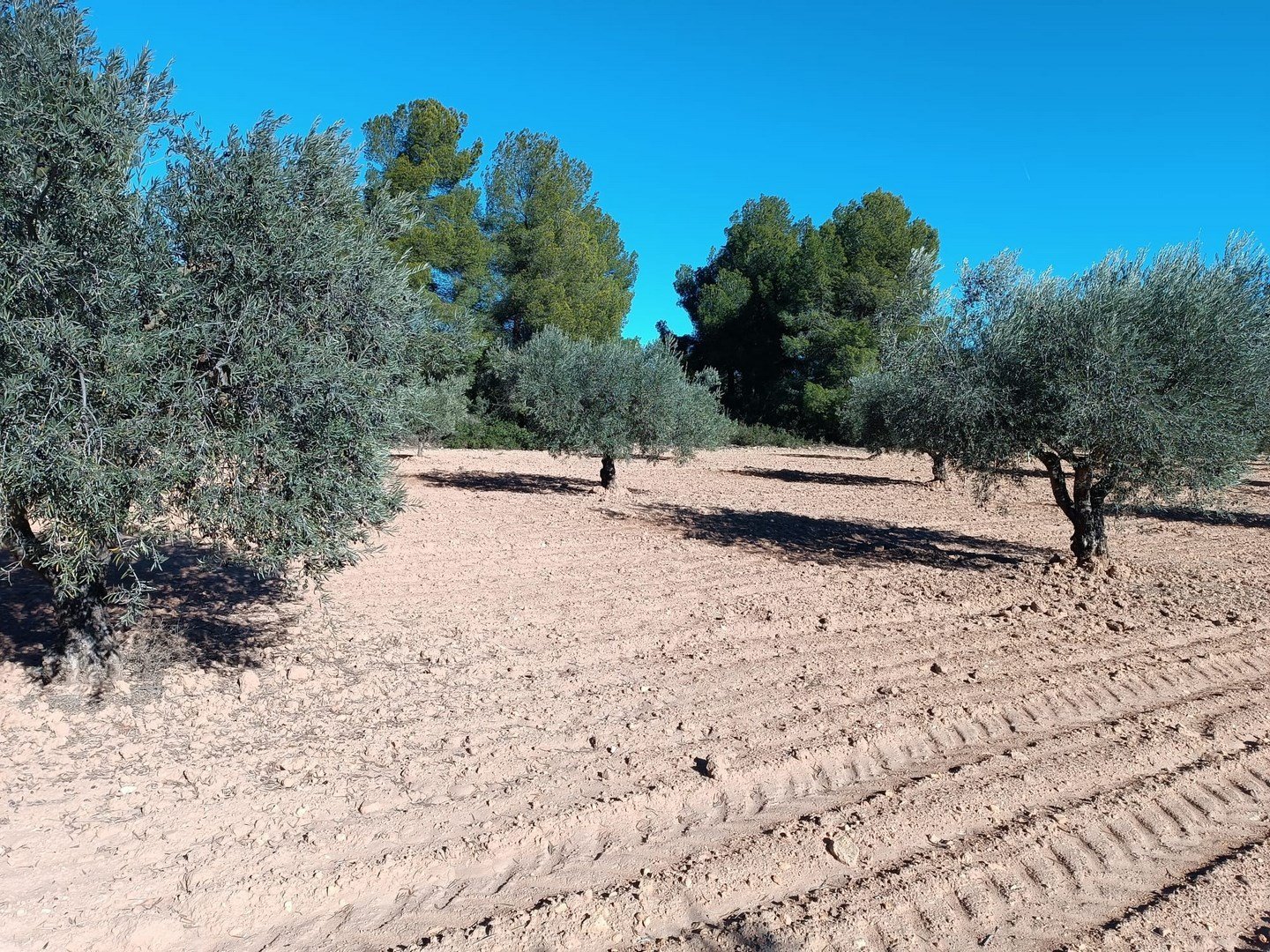 3 Bedroom 1 Bathroom Country House in Yecla - Caza De Casa