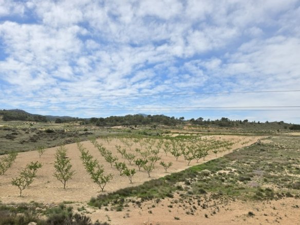 Land in Jumilla - Caza De Casa