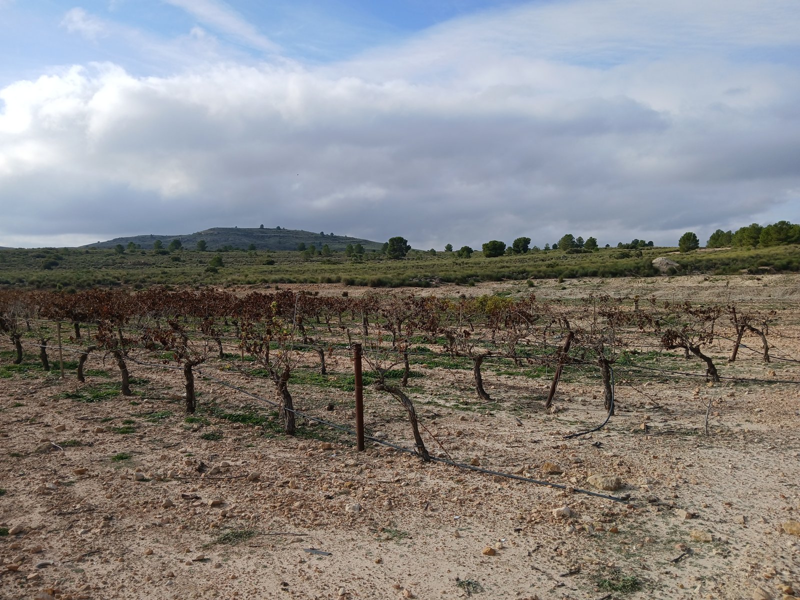 600 m² Land in Yecla - Caza De Casa
