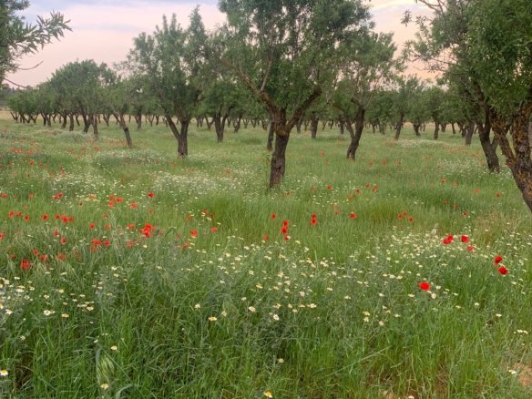 40,000 m² Land in Ayora - Caza De Casa
