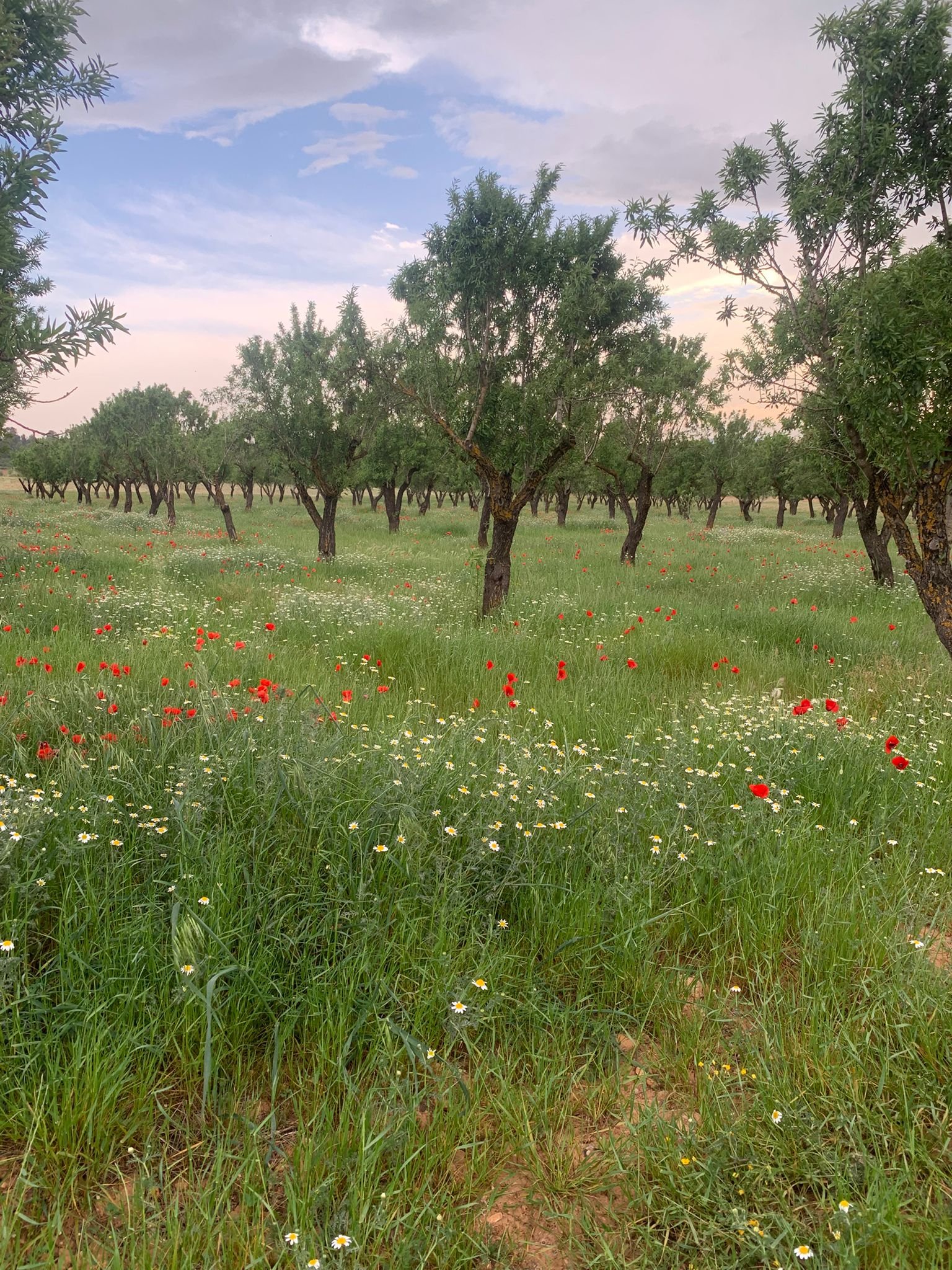 40,000 m² Land in Ayora - Caza De Casa