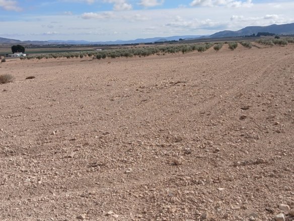 110,000 m² Land in Yecla - Caza De Casa