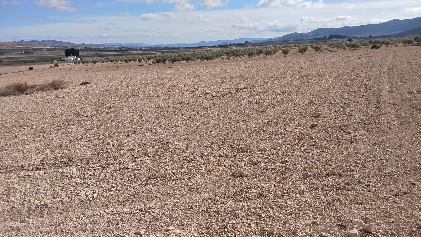 110,000 m² Land in Yecla - Caza De Casa