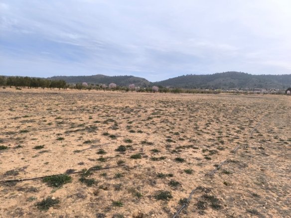 27,000 m² Land in Villena - Caza De Casa