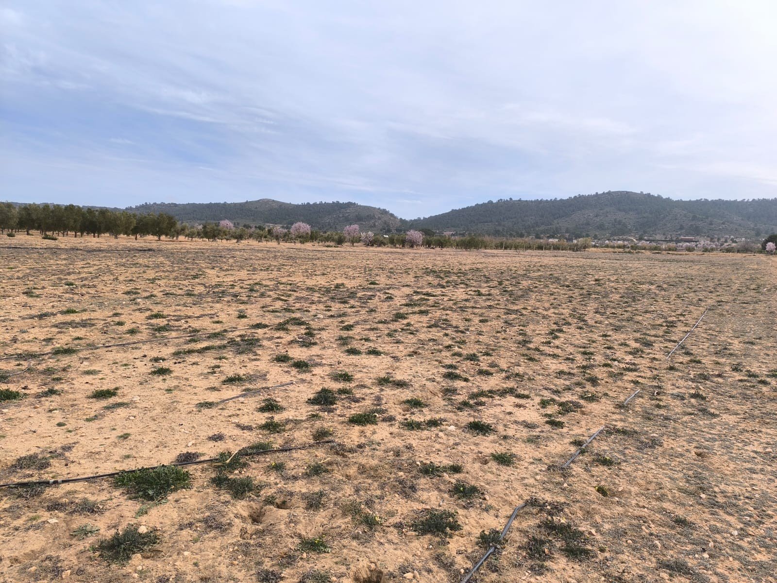27,000 m² Land in Villena - Caza De Casa