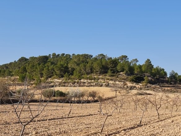 19,338 m² Land in Jumilla - Caza De Casa