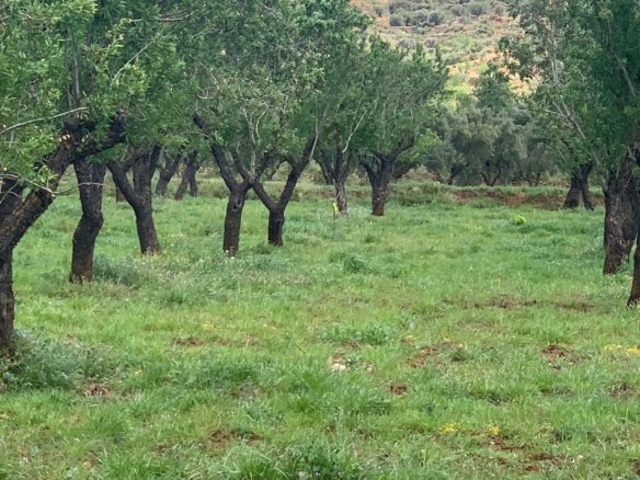 40,000 m² Land in Ayora - Caza De Casa