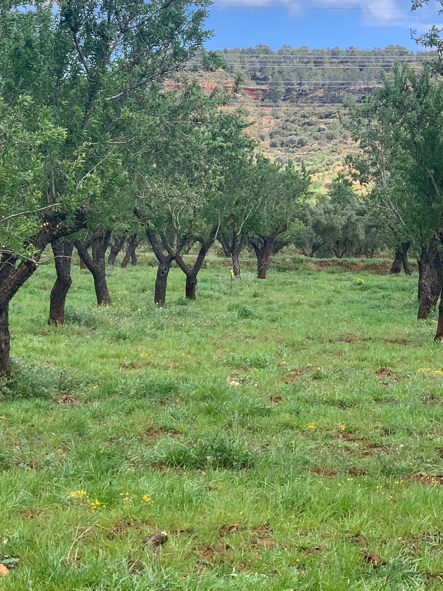 40,000 m² Land in Ayora - Caza De Casa