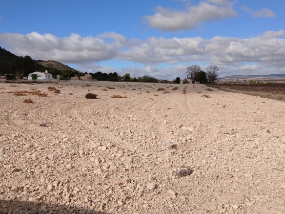 110,000 m² Land in Yecla - Caza De Casa