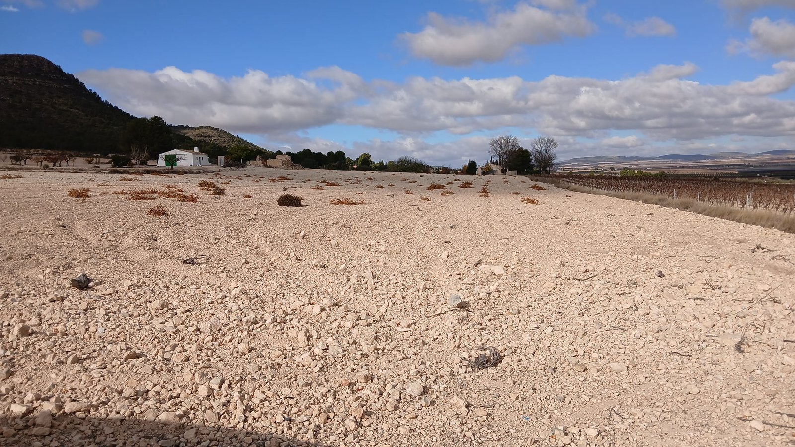 110,000 m² Land in Yecla - Caza De Casa