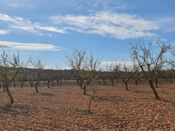 27,528 m² Land in Pinoso - Caza De Casa