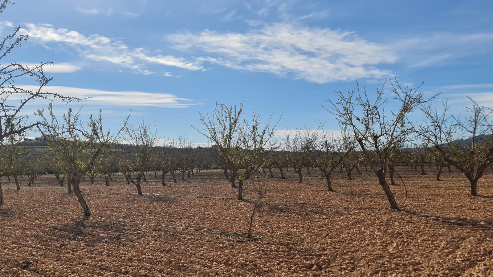 27,528 m² Land in Pinoso - Caza De Casa