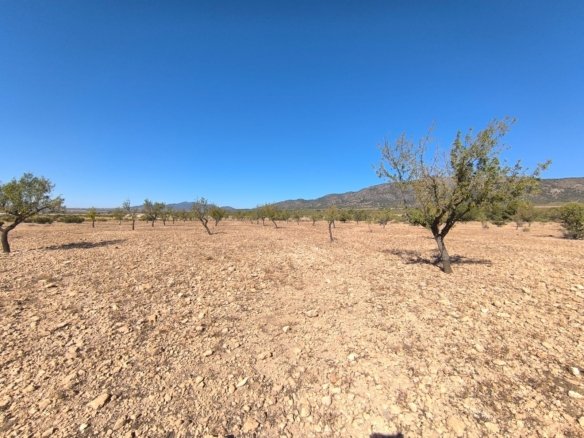 9,044 m² Land in Monóvar/Monóver - Caza De Casa