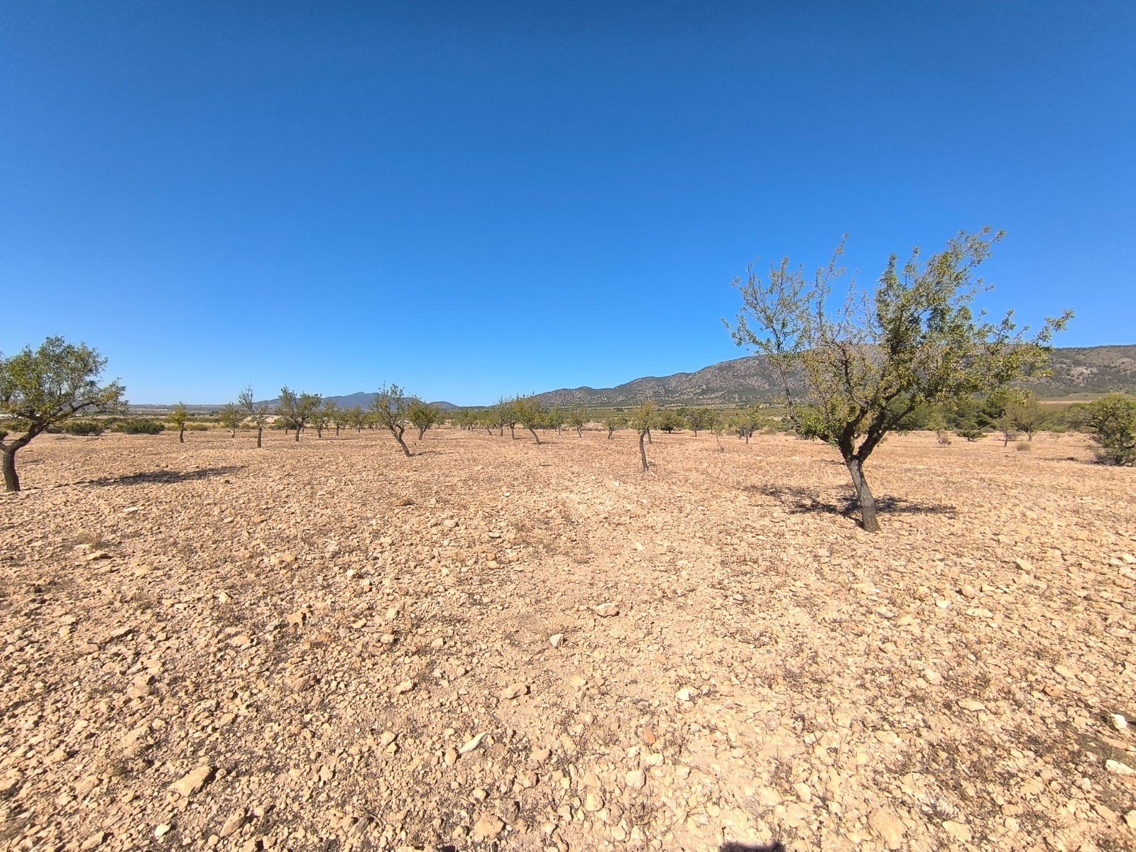 9,044 m² Land in Monóvar/Monóver - Caza De Casa