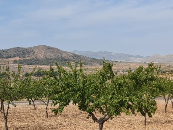 Land in Algueña - Caza De Casa