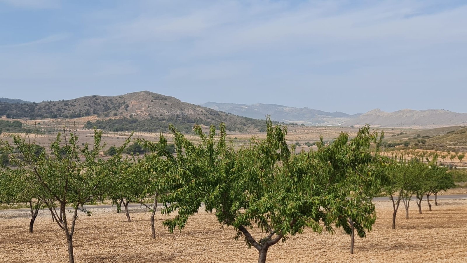 Land in Algueña - Caza De Casa