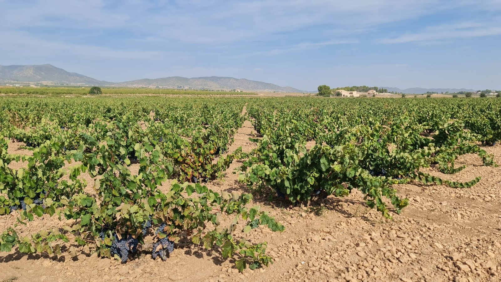 138,210 m² Land in Pinoso - Caza De Casa
