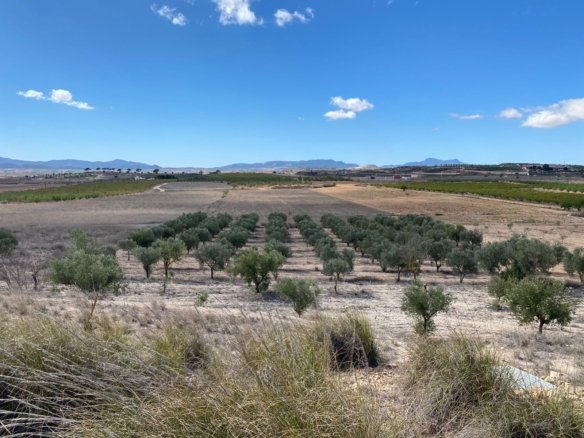 Land in Pinoso - Caza De Casa