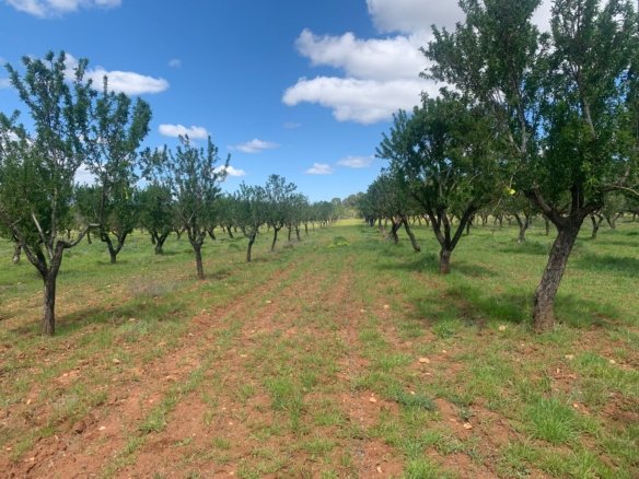 40,000 m² Land in Ayora - Caza De Casa