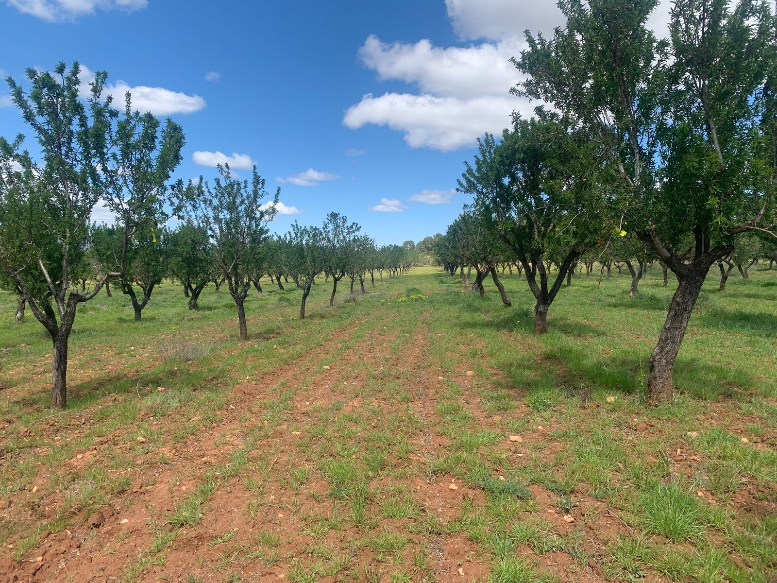 40,000 m² Land in Ayora - Caza De Casa