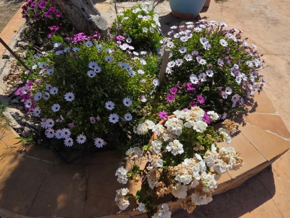 6 Bedroom 3 Bathroom Country House in Yecla - Caza De Casa