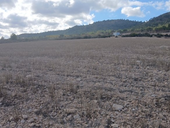 110,000 m² Land in Yecla - Caza De Casa