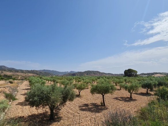 Land in Abanilla - Caza De Casa