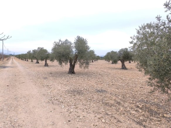 24,000 m² Land in Yecla - Caza De Casa