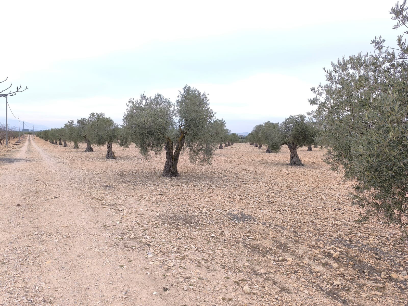 24,000 m² Land in Yecla - Caza De Casa