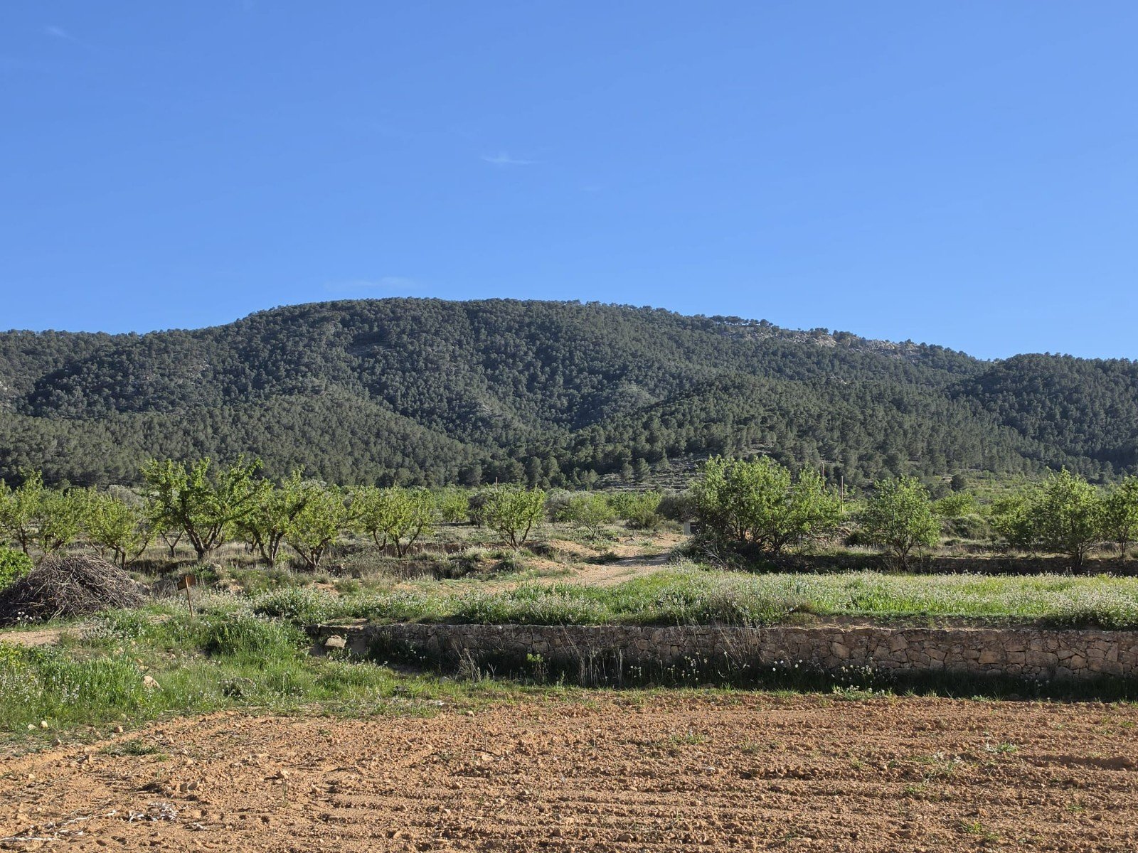 1749a91818092eb8 Land in Monóvar/Monóver - Caza De Casa