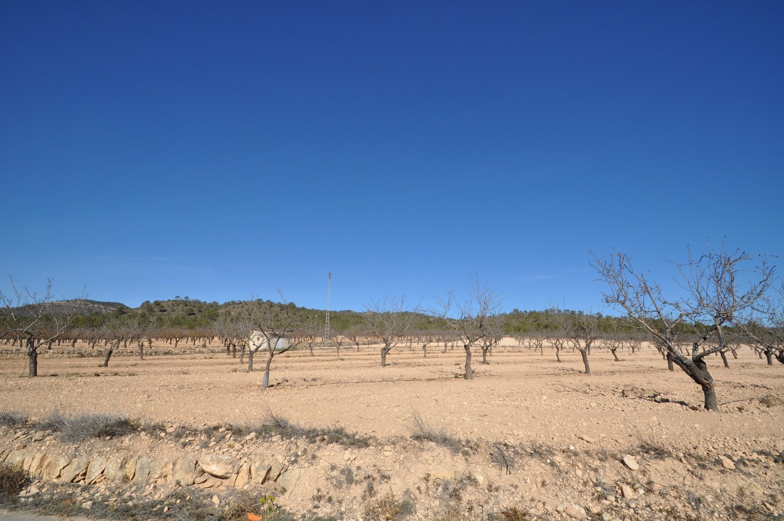 12,836 m² Land in Monóvar/Monóver - Caza De Casa