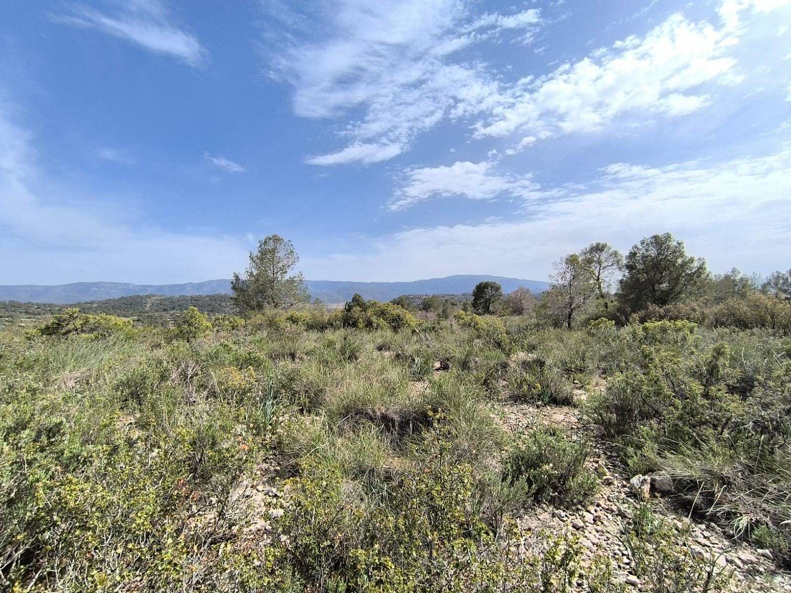 Land in Yecla - Caza De Casa